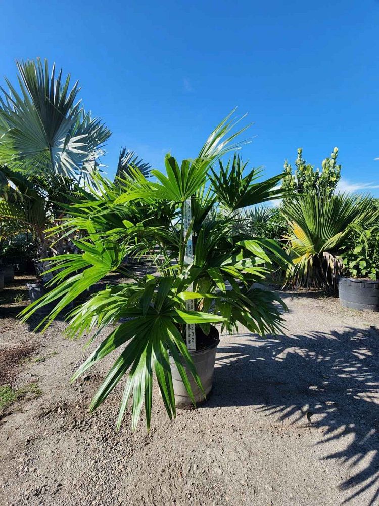 livistona-chinensis-chinese-fan-palm