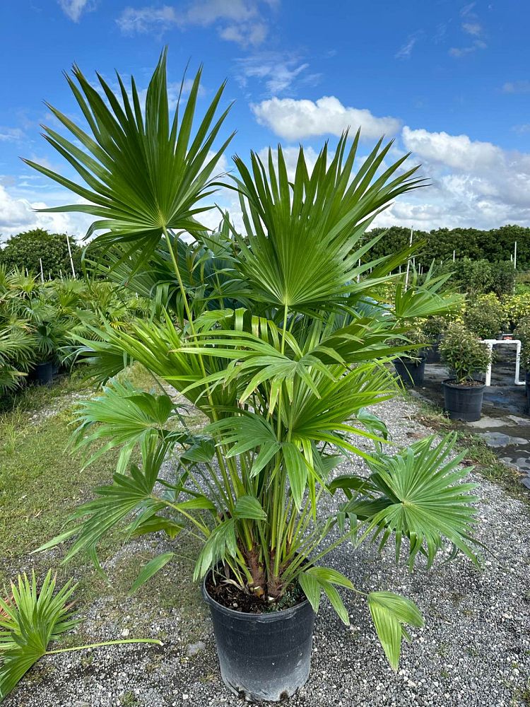 livistona-chinensis-chinese-fan-palm