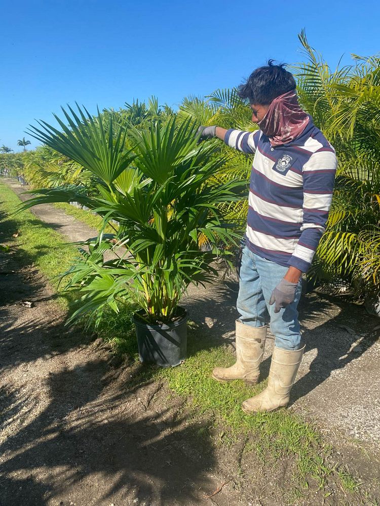 livistona-chinensis-chinese-fan-palm