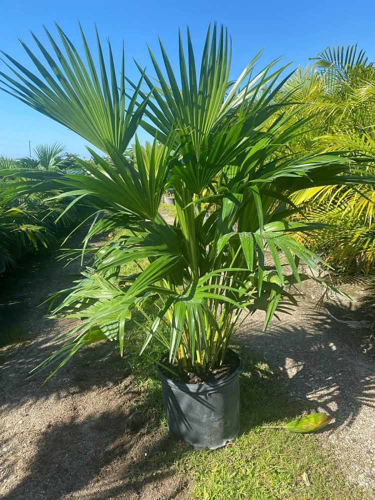 livistona-chinensis-chinese-fan-palm