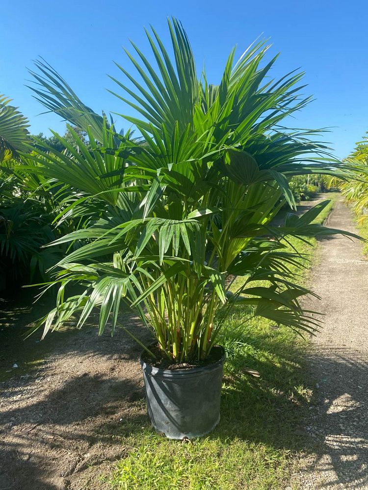 livistona-chinensis-chinese-fan-palm