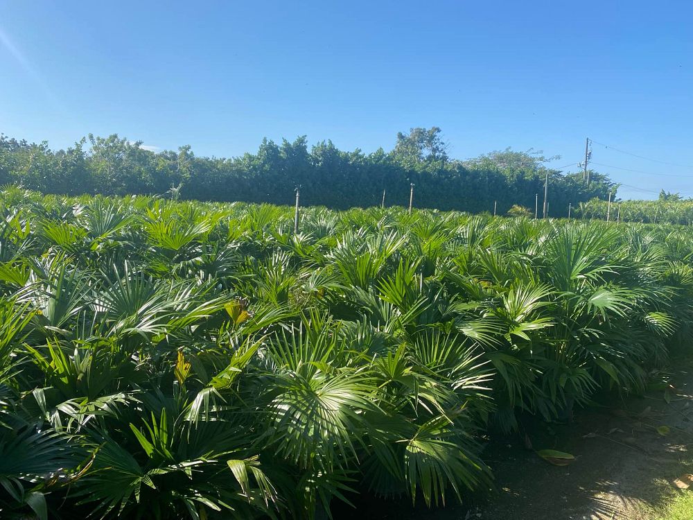 livistona-chinensis-chinese-fan-palm