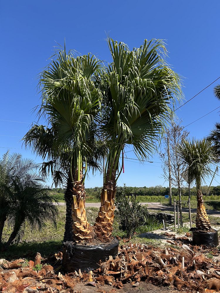 livistona-chinensis-chinese-fan-palm