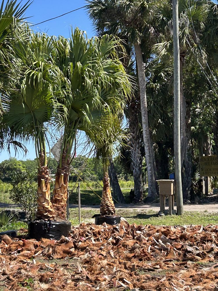 livistona-chinensis-chinese-fan-palm