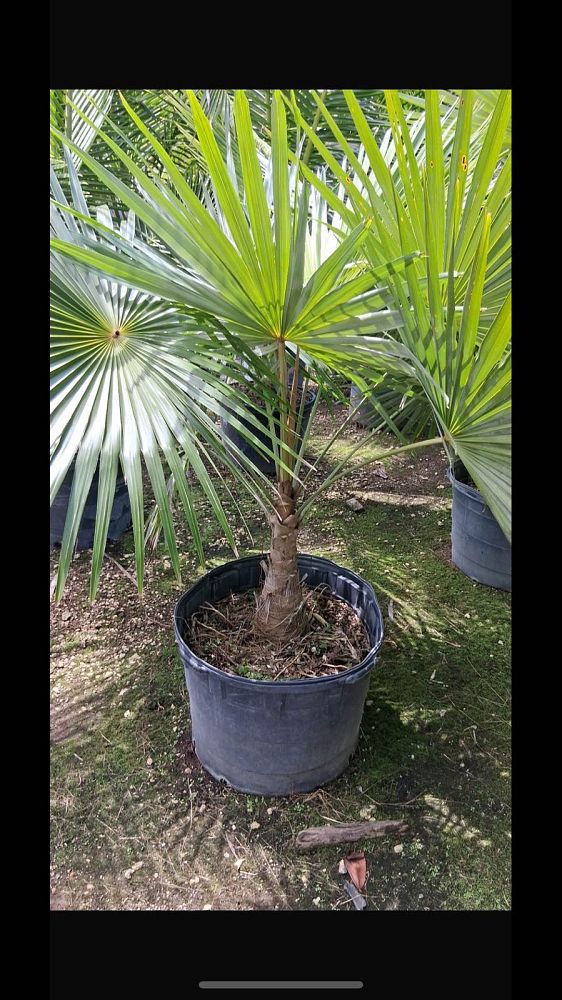 livistona-chinensis-chinese-fan-palm