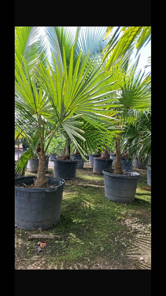 livistona-chinensis-chinese-fan-palm