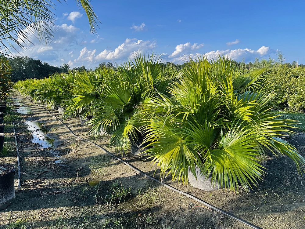 livistona-chinensis-chinese-fan-palm