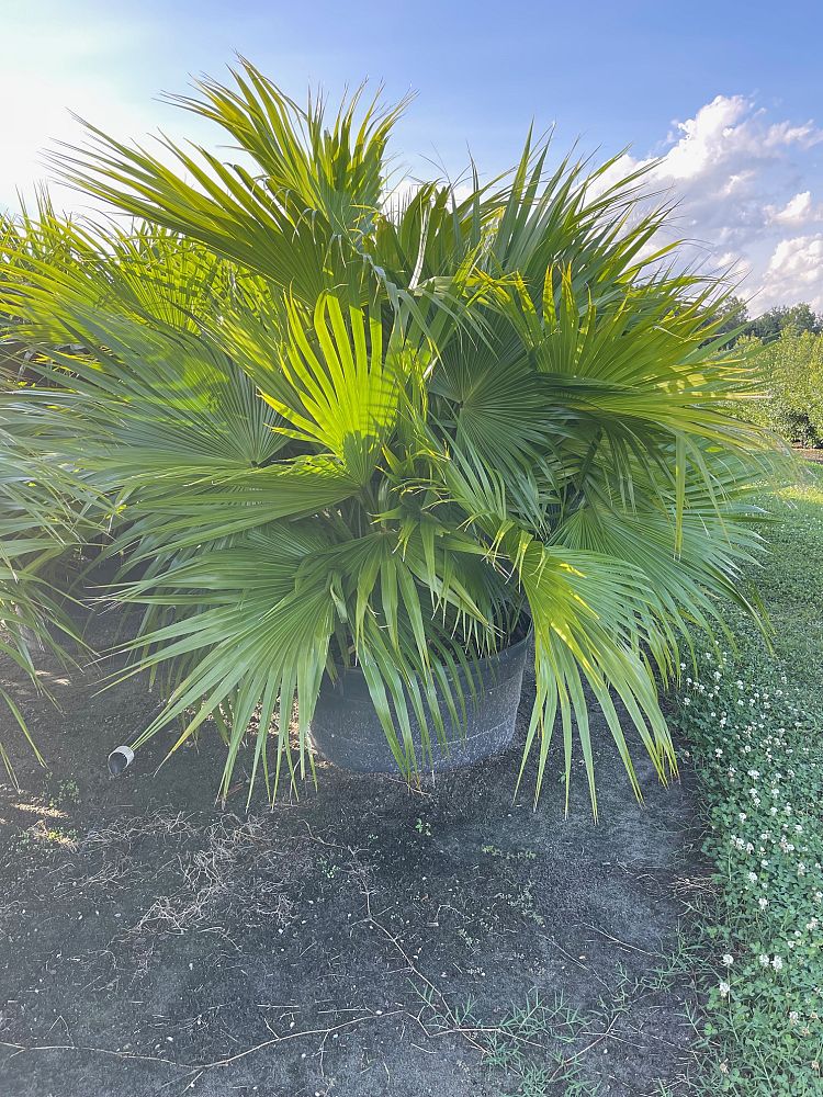 livistona-chinensis-chinese-fan-palm