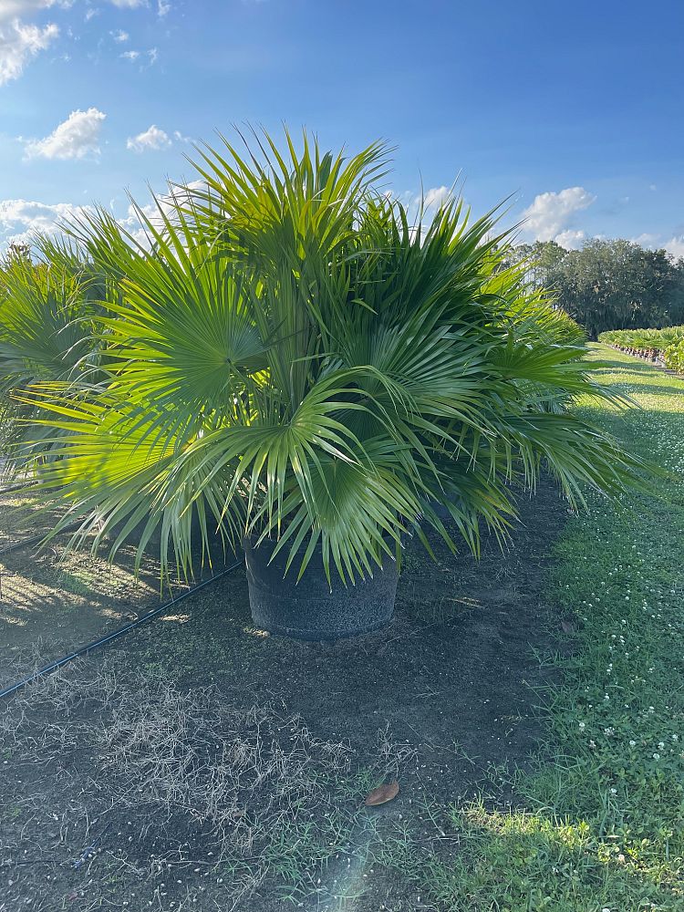 livistona-chinensis-chinese-fan-palm