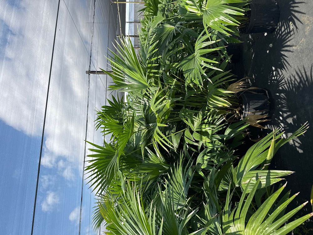 livistona-chinensis-chinese-fan-palm