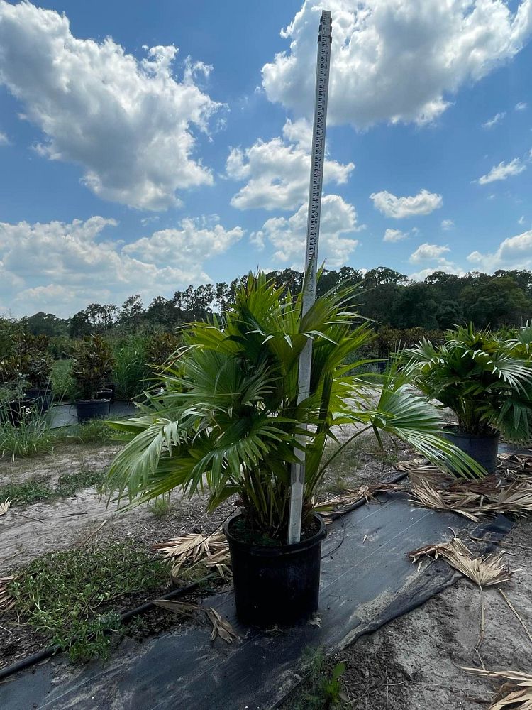 livistona-chinensis-chinese-fan-palm