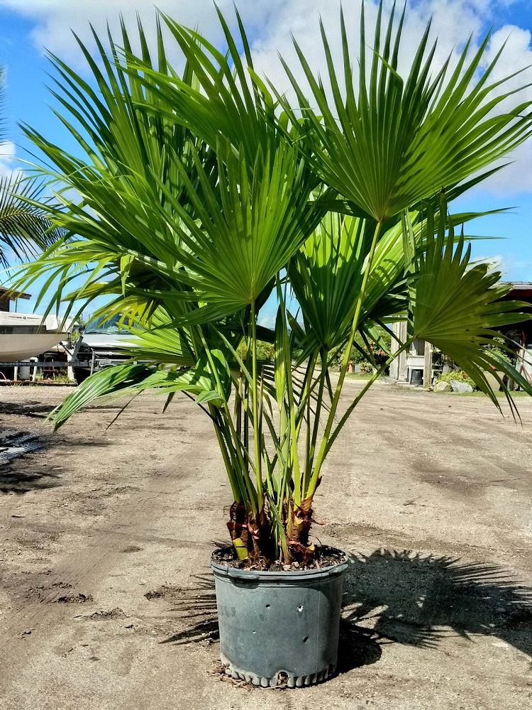 livistona-chinensis-chinese-fan-palm