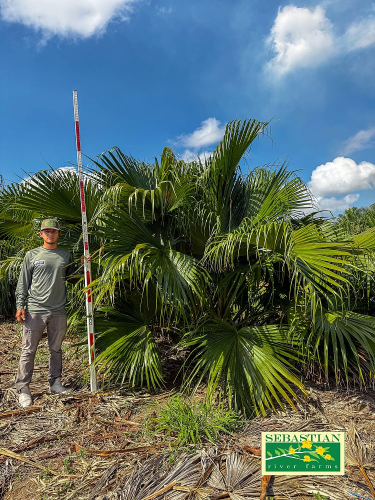 livistona-chinensis-chinese-fan-palm