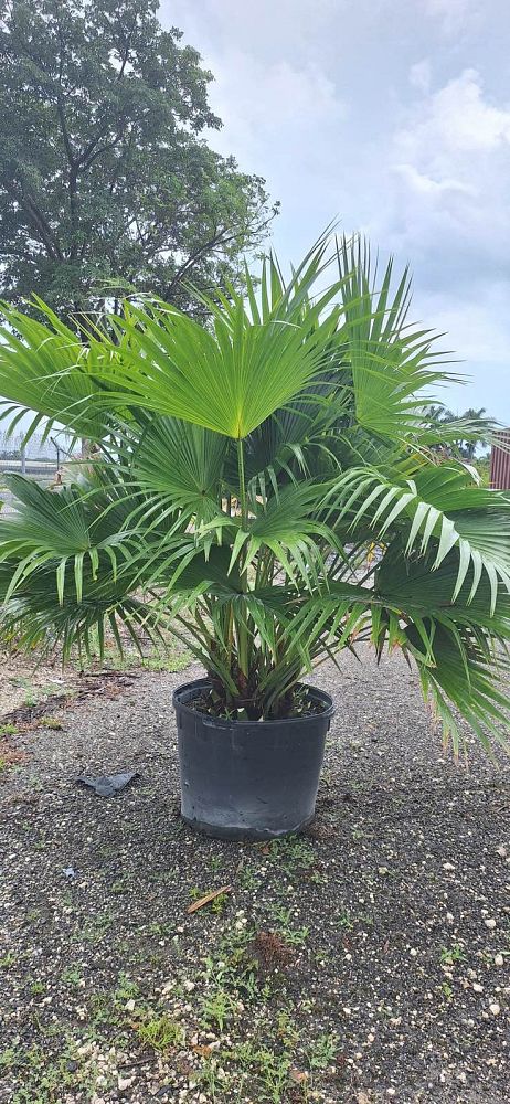 livistona-chinensis-chinese-fan-palm
