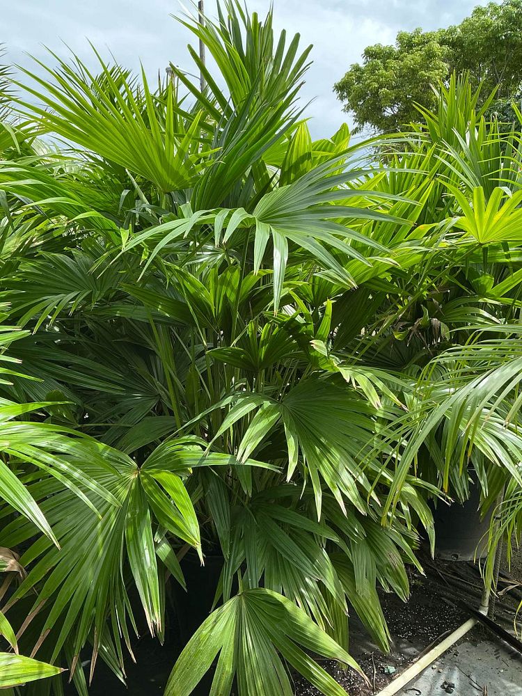 livistona-chinensis-chinese-fan-palm