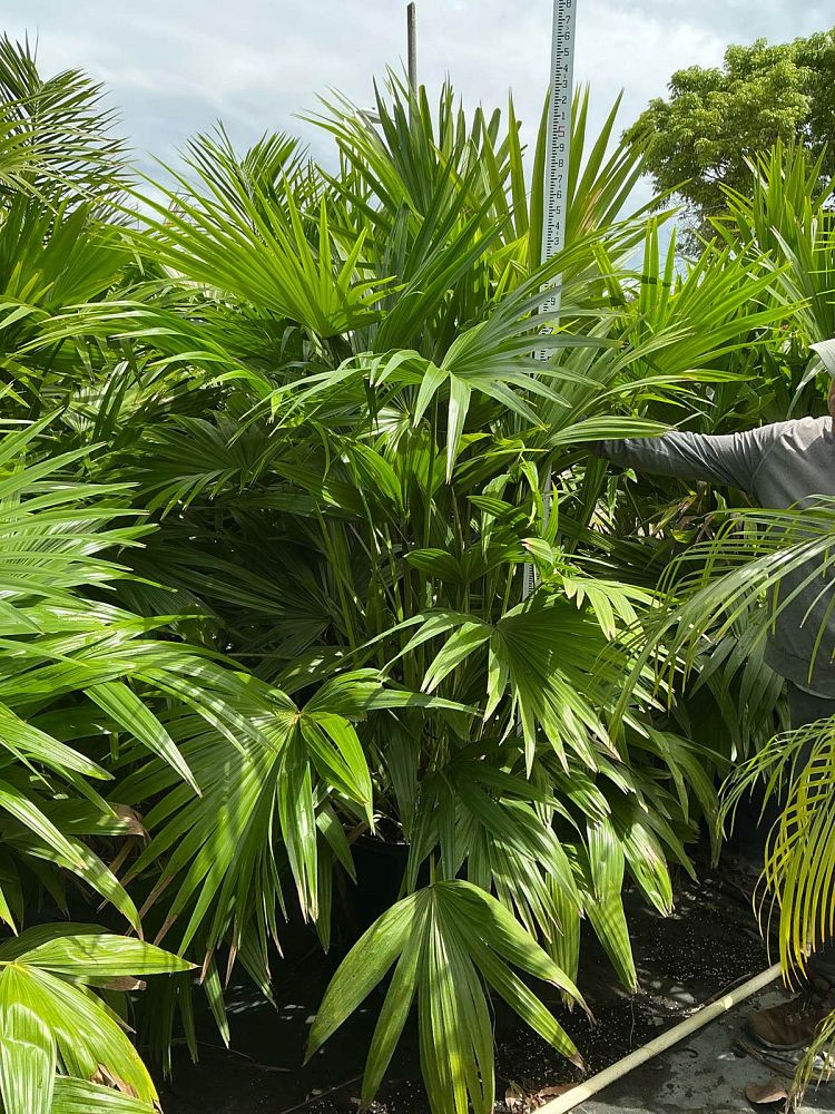 livistona-chinensis-chinese-fan-palm