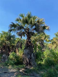 livistona-chinensis-chinese-fan-palm