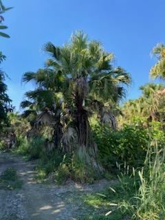 livistona-chinensis-chinese-fan-palm