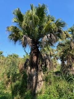 livistona-chinensis-chinese-fan-palm