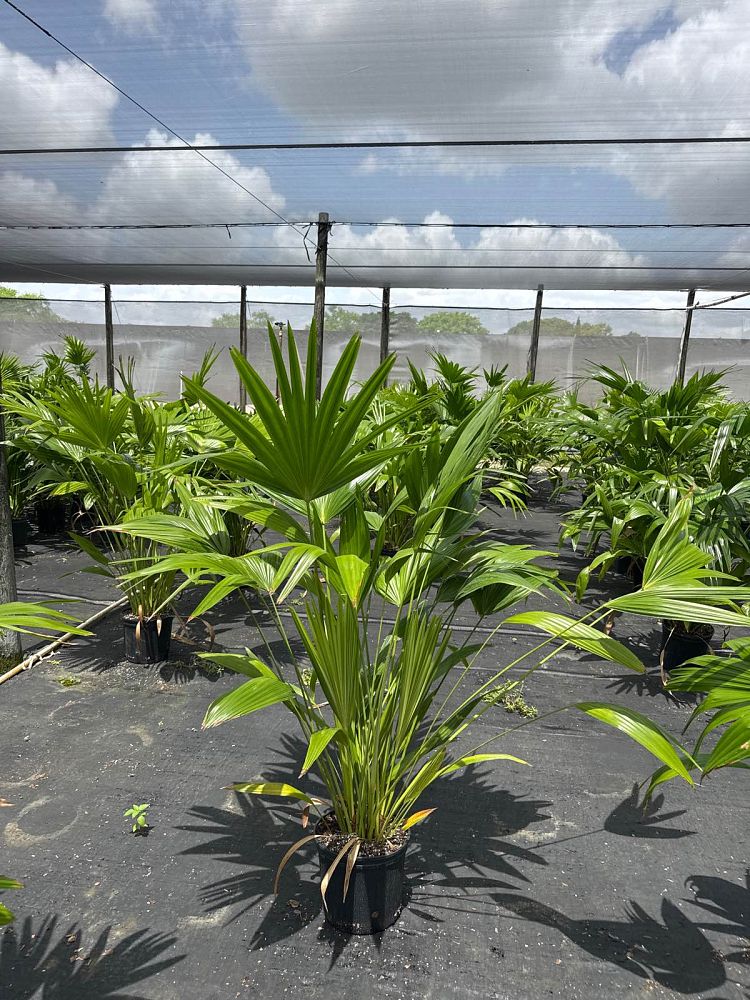 livistona-chinensis-chinese-fan-palm