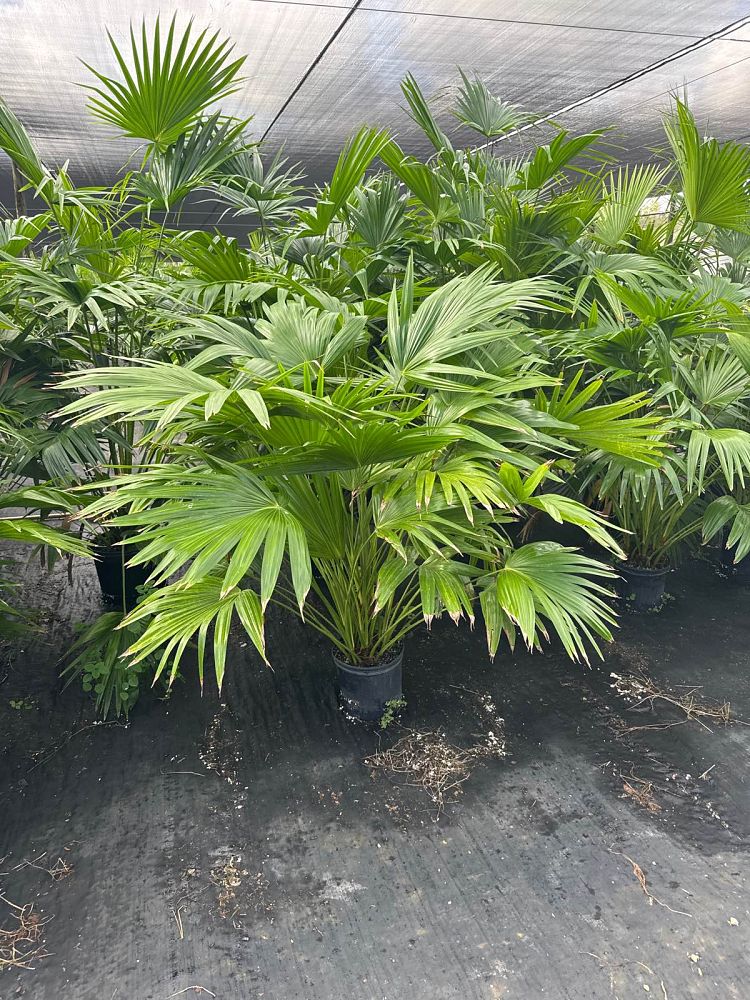 livistona-chinensis-chinese-fan-palm