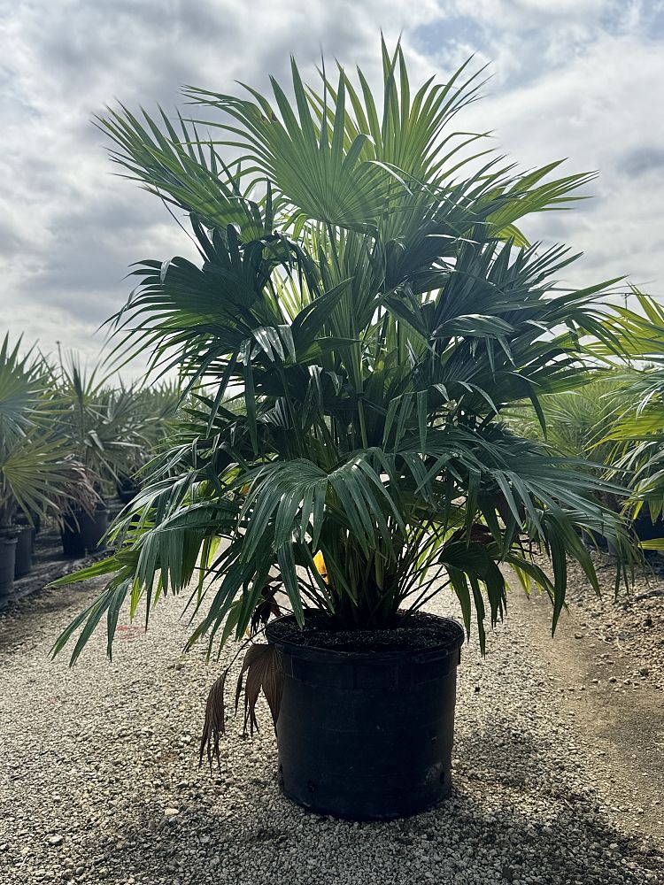 livistona-chinensis-chinese-fan-palm
