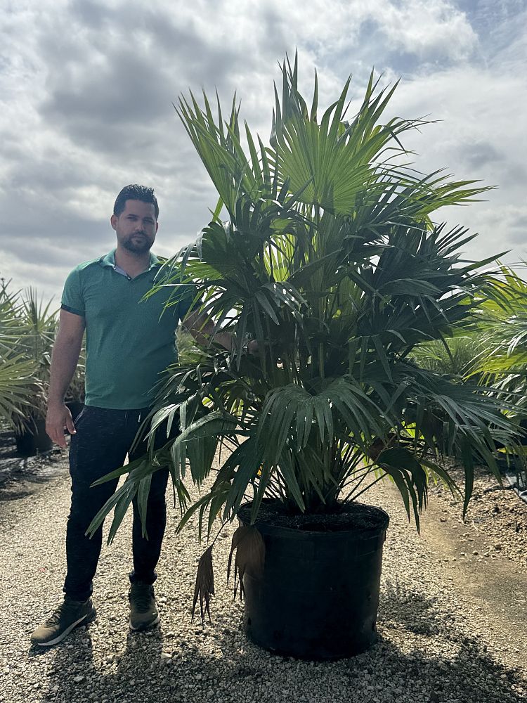 livistona-chinensis-chinese-fan-palm