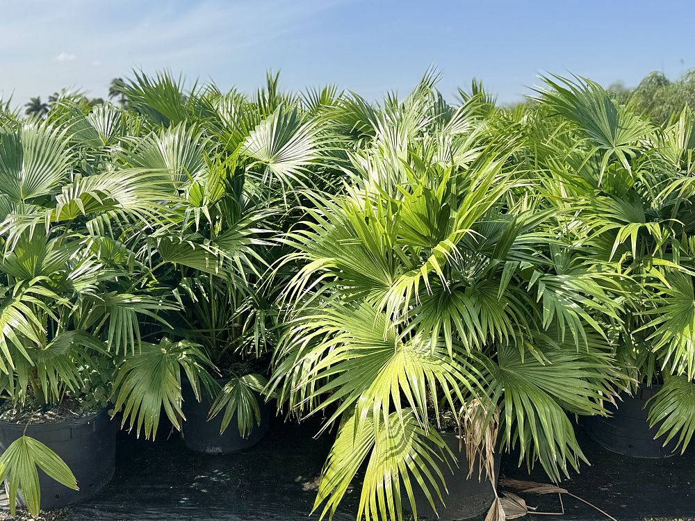 livistona-chinensis-chinese-fan-palm