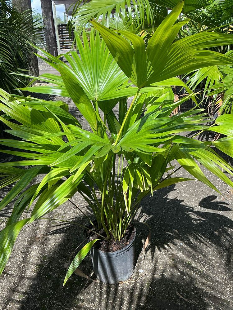 livistona-chinensis-chinese-fan-palm