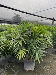 livistona-chinensis-chinese-fan-palm