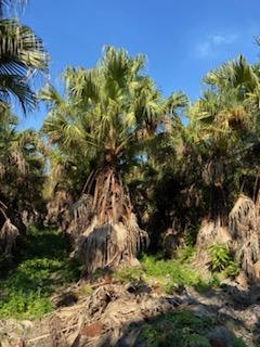 livistona-chinensis-chinese-fan-palm