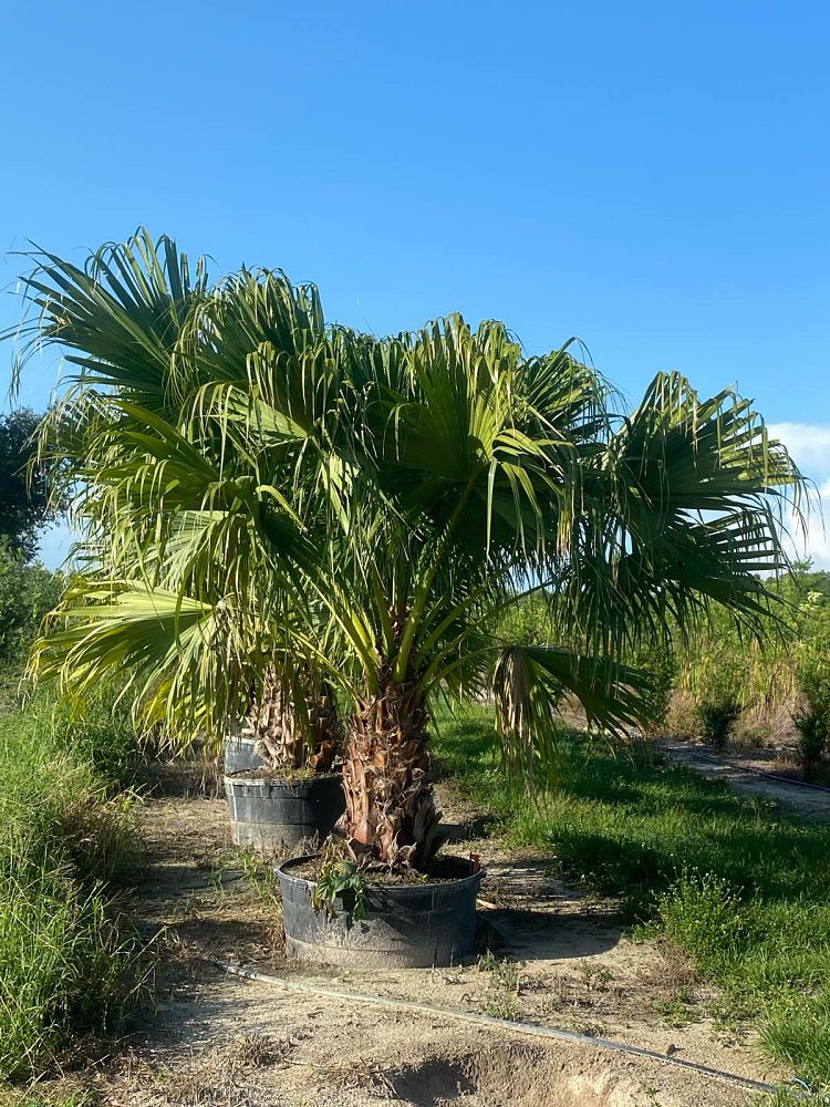 livistona-chinensis-chinese-fan-palm