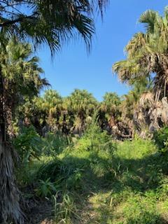 livistona-chinensis-chinese-fan-palm
