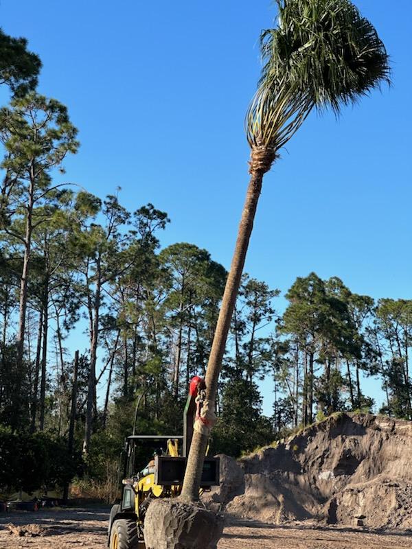 livistona-chinensis-chinese-fan-palm