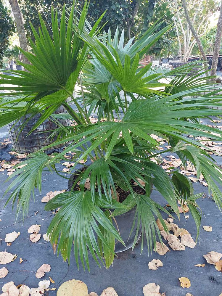 livistona-chinensis-chinese-fan-palm