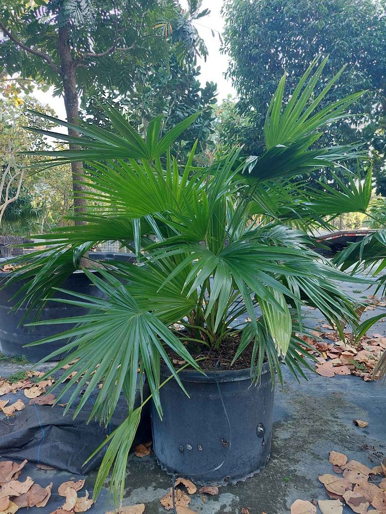 livistona-chinensis-chinese-fan-palm