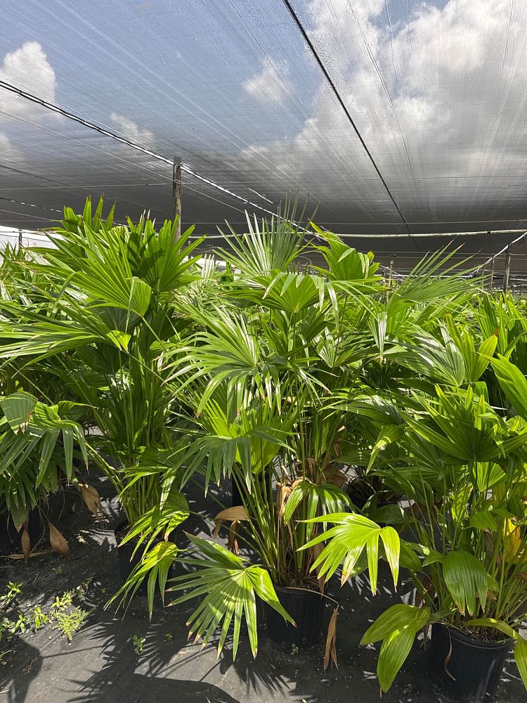 livistona-chinensis-chinese-fan-palm