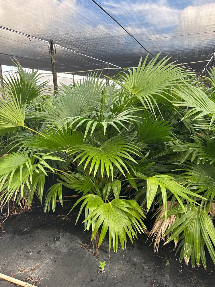 livistona-chinensis-chinese-fan-palm