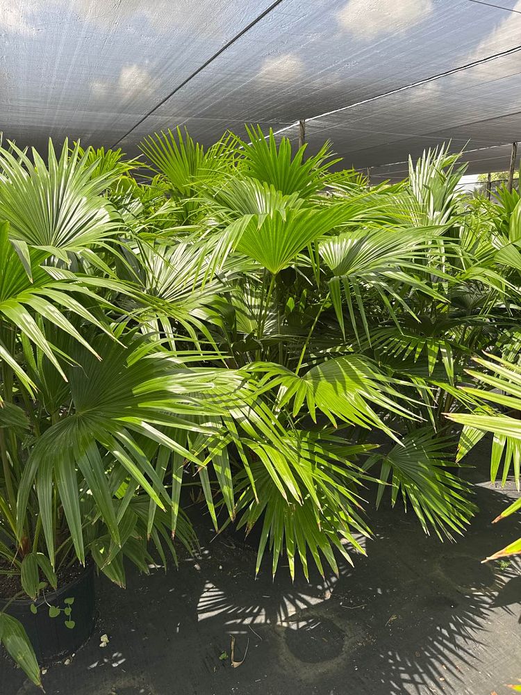 livistona-chinensis-chinese-fan-palm