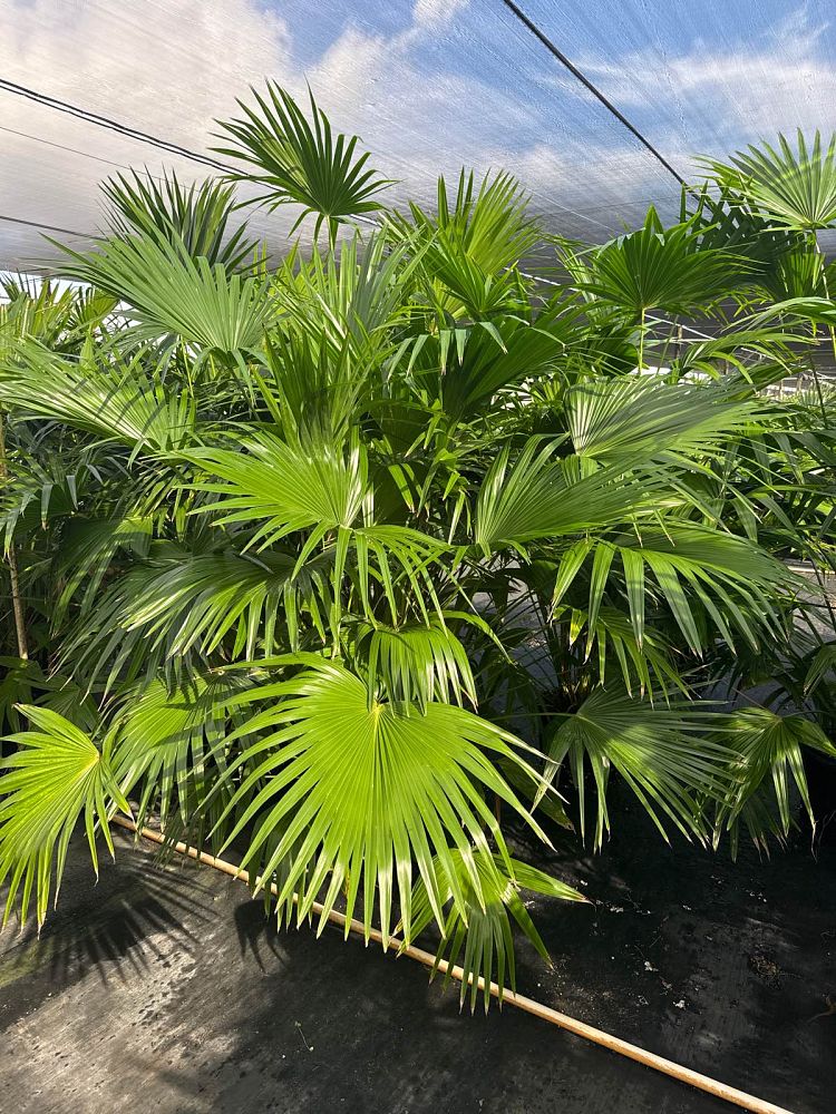 livistona-chinensis-chinese-fan-palm