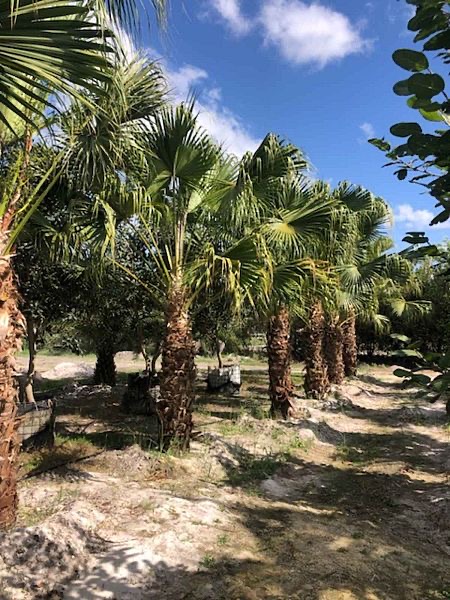 livistona-chinensis-chinese-fan-palm
