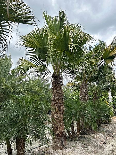 livistona-chinensis-chinese-fan-palm