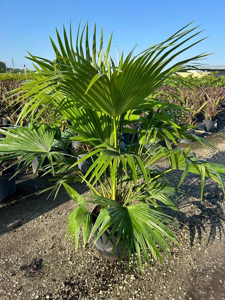 livistona-chinensis-chinese-fan-palm