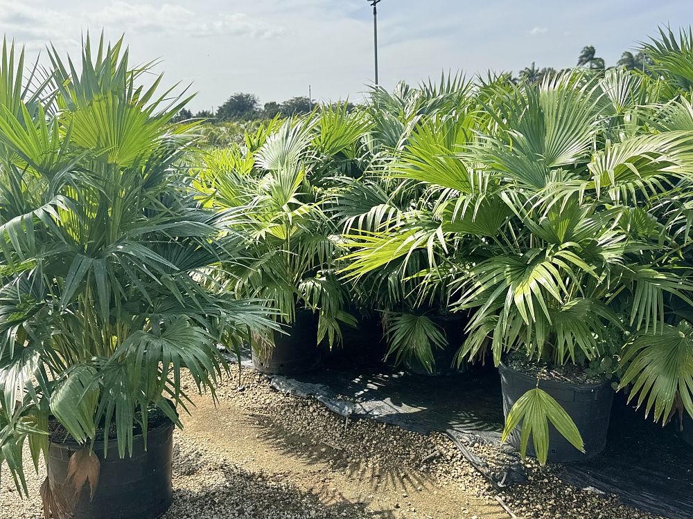 livistona-chinensis-chinese-fan-palm