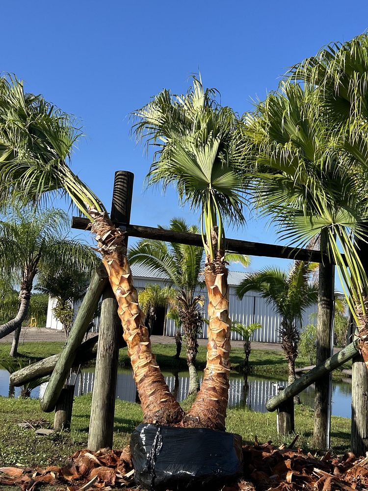 livistona-chinensis-chinese-fan-palm