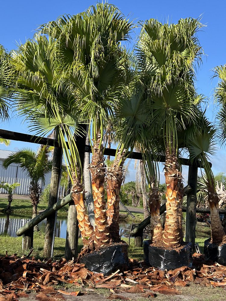 livistona-chinensis-chinese-fan-palm