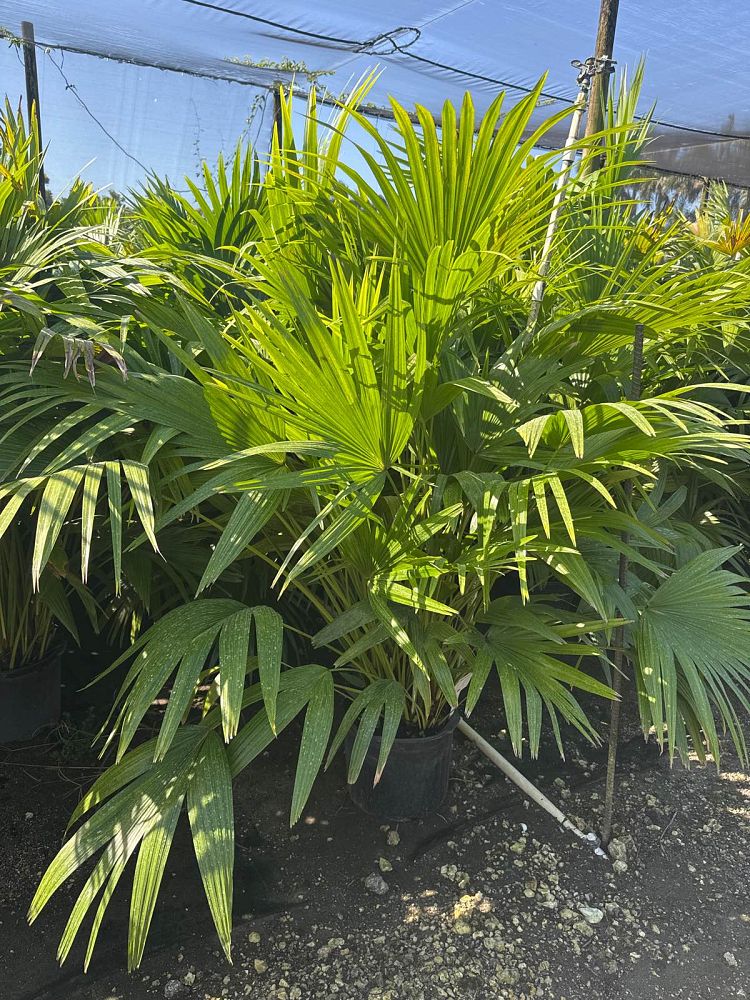 livistona-chinensis-chinese-fan-palm