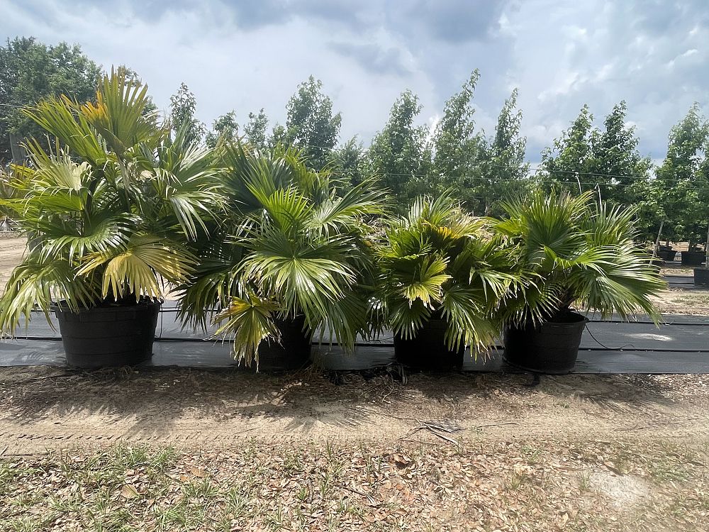 livistona-chinensis-chinese-fan-palm