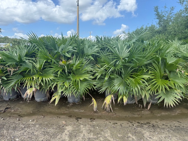 livistona-chinensis-chinese-fan-palm