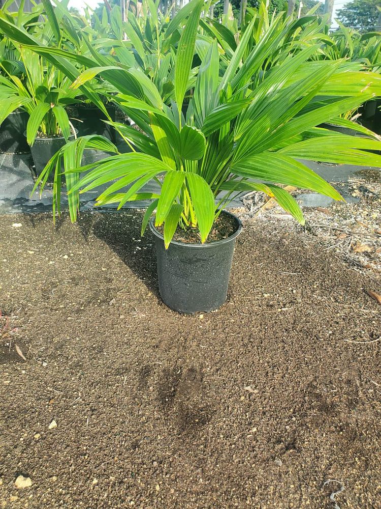 livistona-chinensis-chinese-fan-palm